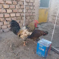 مرغ وخروس.|حیوانات مزرعه|فردوس (خراسان), |دیوار