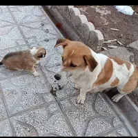 پاکوتاه خوشگل