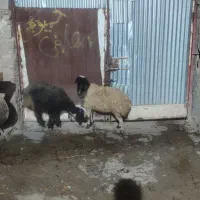 گوسفند|حیوانات مزرعه|دورود, |دیوار