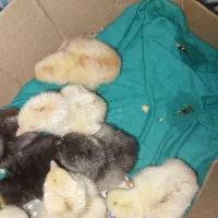 جوجه لاری|حیوانات مزرعه|شیراز, کرونی(خاتونک)|دیوار