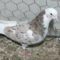 کبوتر کهنه آس و جوجه|پرنده|ورامین, شهرک مدرس|دیوار