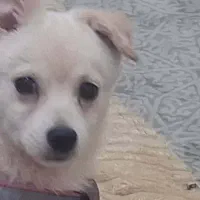 واگذاری سگ اشپیتزنر۶ماهه