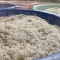 برنج هاشمی محموداباد|خوردنی و آشامیدنی|محمودآباد, |دیوار