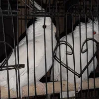 عروس هلندی(واگذاری)