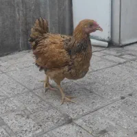 ویاندوت بوف|حیوانات مزرعه|مشهد, ویلاشهر|دیوار