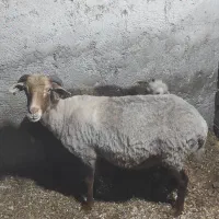 گوسفند با بره نر