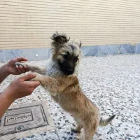 واگذاری رایگان