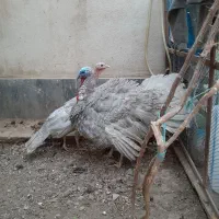 بوقلمون اسلیت