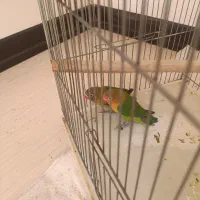 طوطی فیشر|پرنده|اصفهان, قائمیه|دیوار