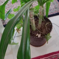 گل موزی|گل و گیاه طبیعی|ماهان, |دیوار