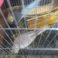 یک جفت عروس هلندی سیامون ماده دستی با جوجه