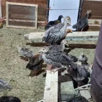 بوقلمون
