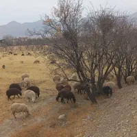 فروش فوری ۱۵۰ راس میش بومی