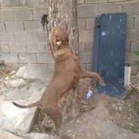 سگ پیتبول|سگ|امیدیه, |دیوار