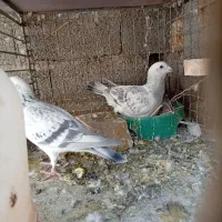 نرماده کلاغ بدرنگ