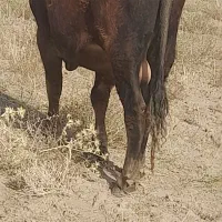 گاو نر گوشتی|حیوانات مزرعه|خواجه, |دیوار