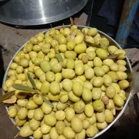 زیتون کنسروی اعلا طارم