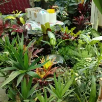 گل و گیاه بردیا