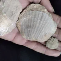 فسیل ملیون ساله