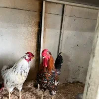 خروس گلین لری معاوضه با مرغ رسمی