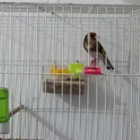 سهره رسمی چهار گل وجوجه کرمانی
