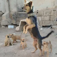 واگذاری سگ|سگ|کرمان, |دیوار