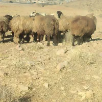 میش داشتی|حیوانات مزرعه|ارژن, |دیوار