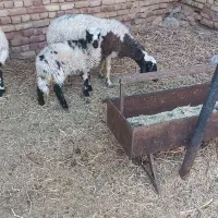 گوسفند میش داشتی و بره