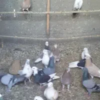 هما سرور و تهرانی
