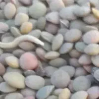 عدس محلی زود پز