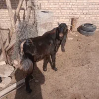 سلام  نربز طوتی خوش تیپ  ۴ دندان