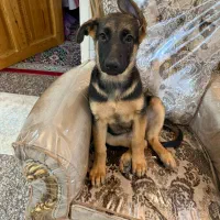 توله ژرمن مو کوتاه|سگ|بوشهر, |دیوار