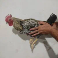 خروس گلپایگانی|حیوانات مزرعه|تهران, باشگاه نفت|دیوار