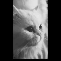 گربه