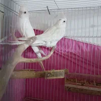 عروس هلندی|پرنده|کوهسرخ, |دیوار