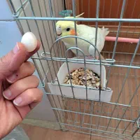عروس هلندی ماده،بسیار زیبا