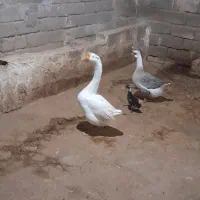 غوغاز در حمیدیه|حیوانات مزرعه|حمیدیه, |دیوار