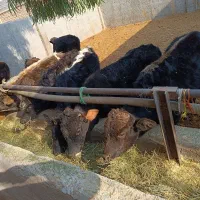 گوساله لاغردورگکوردی سیاهمال میاندوآب|حیوانات مزرعه|پیشوا, |دیوار