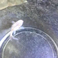 گلد فیشgold fish.معاوضه با گوپی|ماهی|شیراز, شهرک مدرس|دیوار