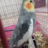 عروس هلندی|پرنده|ساوه, |دیوار