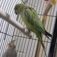 ۳تا عروس هلندی و یک طوطی دوتا قفس|پرنده|سیرجان, |دیوار