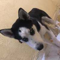 سگ هاسکی قیمت مناسب|سگ|سهند, |دیوار