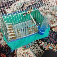 سهره نر|پرنده|قروه, |دیوار