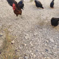 مرغ‌وخروس‌محلی|حیوانات مزرعه|بندر گناوه, |دیوار