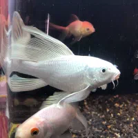 کوی آلبینو وارداتی|ماهی|اردبیل, |دیوار