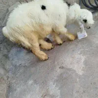 بره نره داشتی