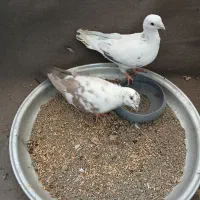 کفتر سفید|پرنده|محمدشهر, شهرک پیام (مهرالبرز)|دیوار