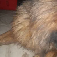 واگذاری سگ ژرمن شولاین ماده موبلند