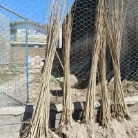 صنوبر نیگرا یکساله یک تا سه متری زیر قیمت بازار