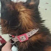 سرپرستی گربه